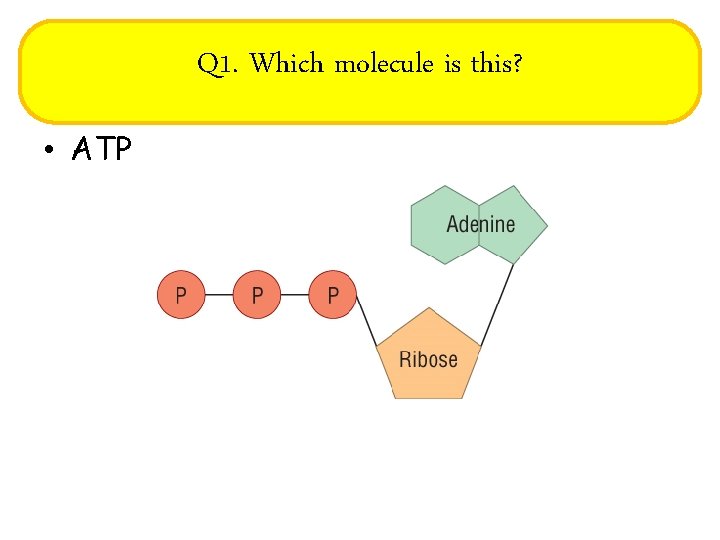 Q 1. Which molecule is this? • ATP 
