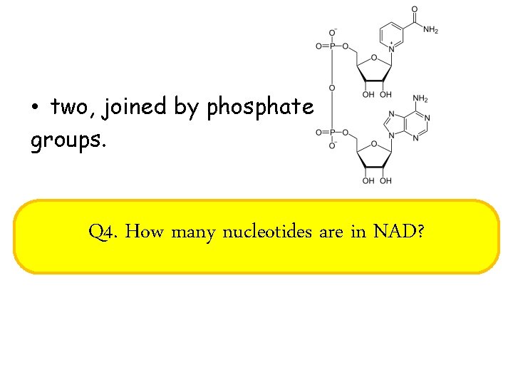  • two, joined by phosphate groups. Q 4. How many nucleotides are in