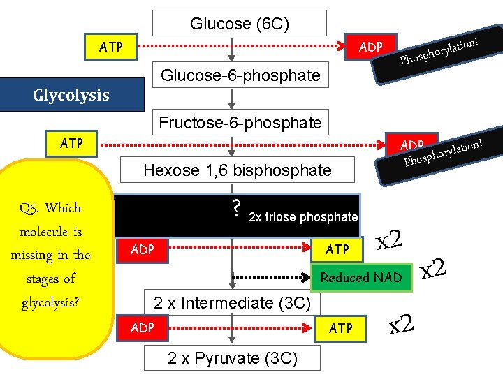 Glucose (6 C) ATP ADP Glucose-6 -phosphate ! n o i t a l