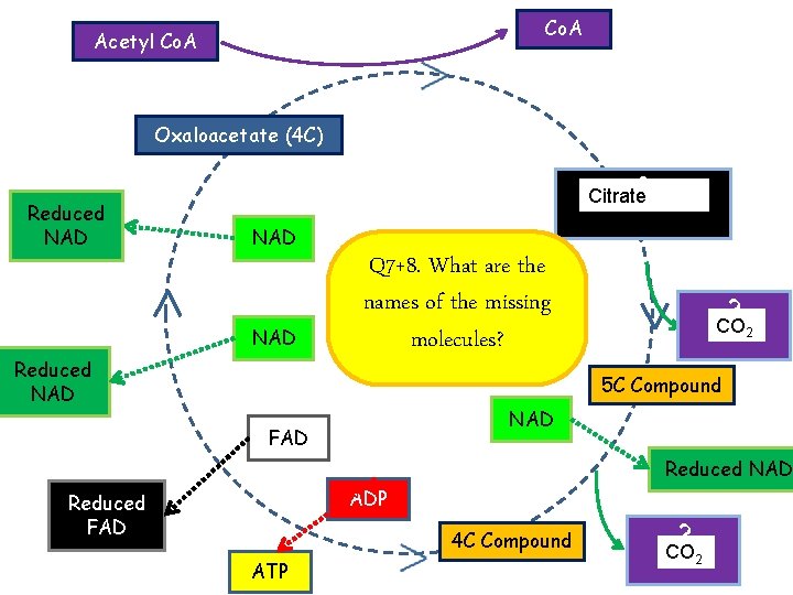 Co. A Acetyl Co. A Oxaloacetate (4 C) Reduced NAD ? Citrate (6 C)