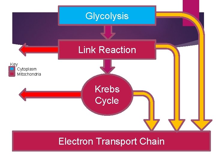 Glycolysis Link Reaction Key q Cytoplasm q Mitochondria Krebs Cycle Electron Transport Chain 