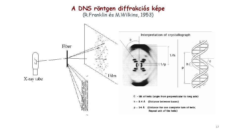 A DNS röntgen diffrakciós képe (R. Franklin és M. Wilkins, 1953) 17 