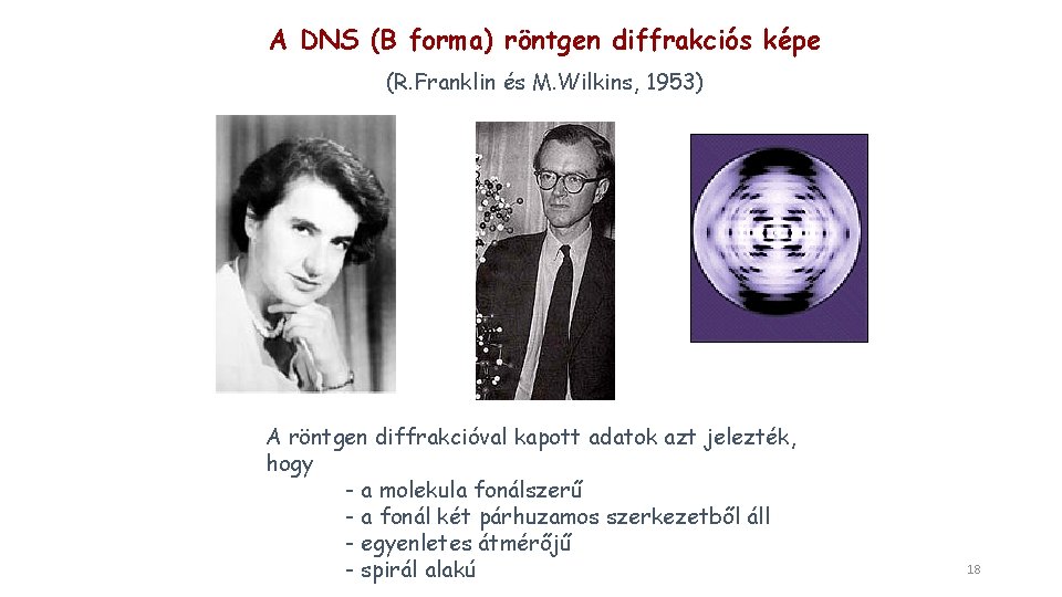 A DNS (B forma) röntgen diffrakciós képe (R. Franklin és M. Wilkins, 1953) A