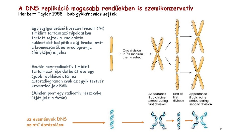 A DNS replikáció magasabb rendűekben is szemikonzervatív Herbert Taylor 1958 – bab gyökércsúcs sejtek