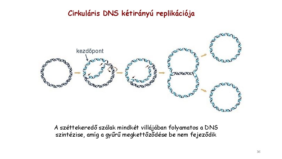 Cirkuláris DNS kétirányú replikációja kezdőpont A széttekeredő szálak mindkét villájában folyamatos a DNS szintézise,