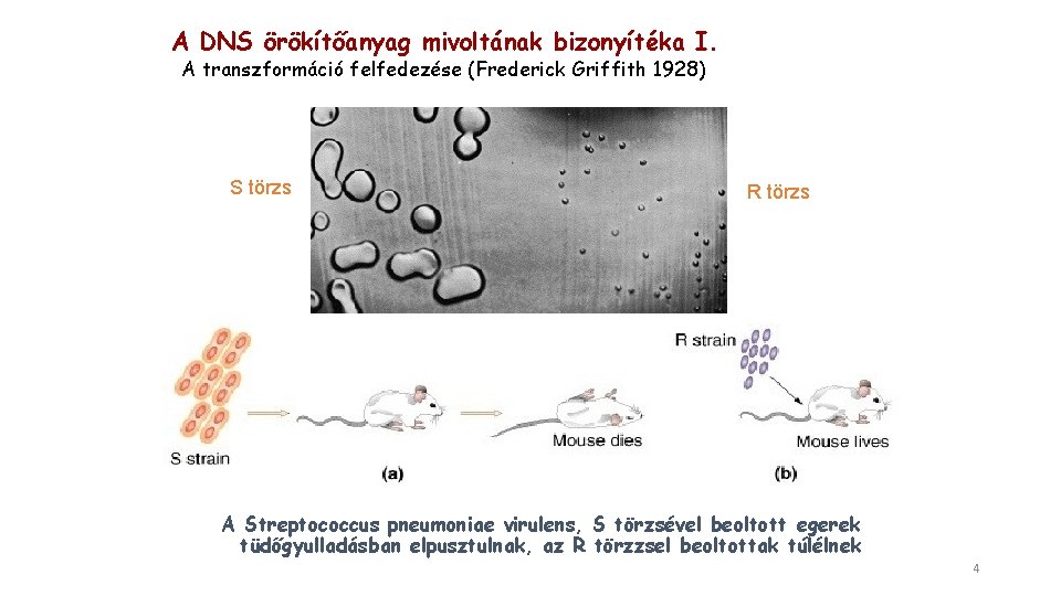 A DNS örökítőanyag mivoltának bizonyítéka I. A transzformáció felfedezése (Frederick Griffith 1928) S törzs