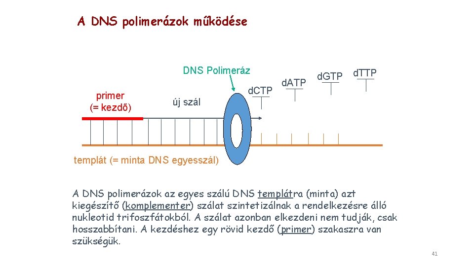 A DNS polimerázok működése DNS Polimeráz primer (= kezdő) d. CTP d. ATP d.