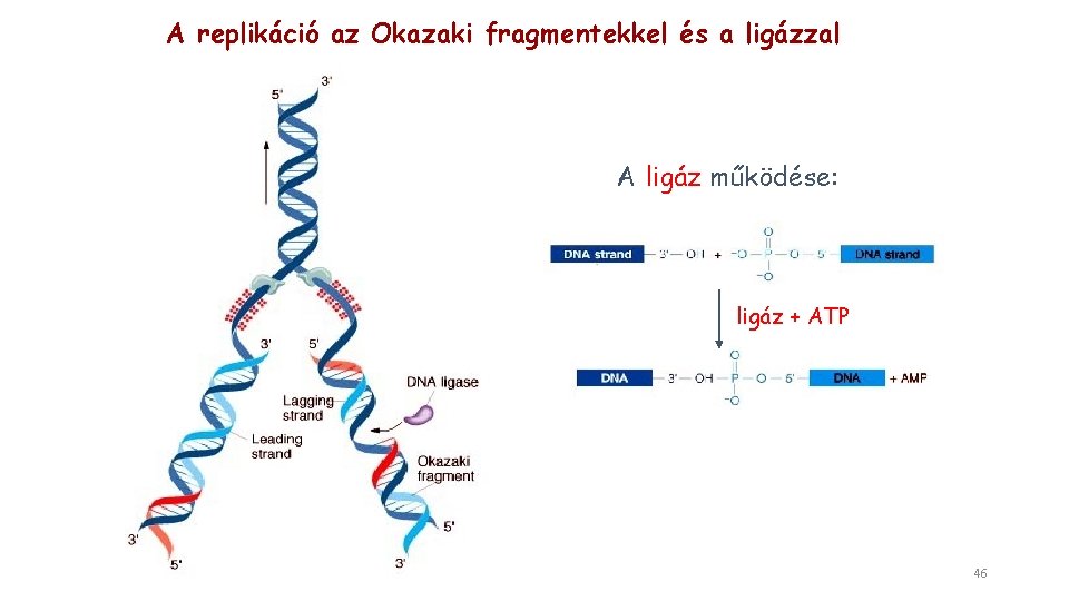 A replikáció az Okazaki fragmentekkel és a ligázzal A ligáz működése: ligáz + ATP