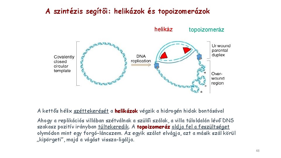 A szintézis segítői: helikázok és topoizomerázok helikáz topoizomeráz A kettős hélix széttekerését a helikázok