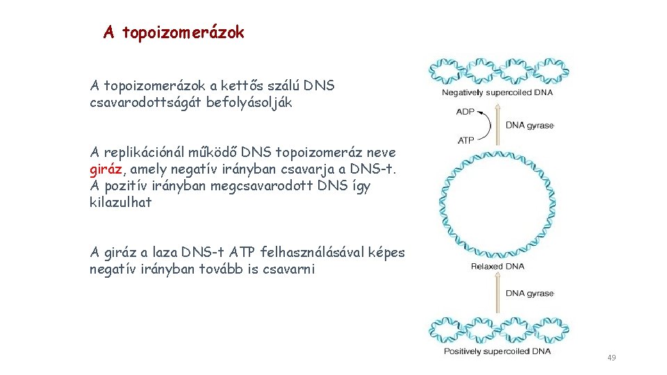 A topoizomerázok a kettős szálú DNS csavarodottságát befolyásolják A replikációnál működő DNS topoizomeráz neve