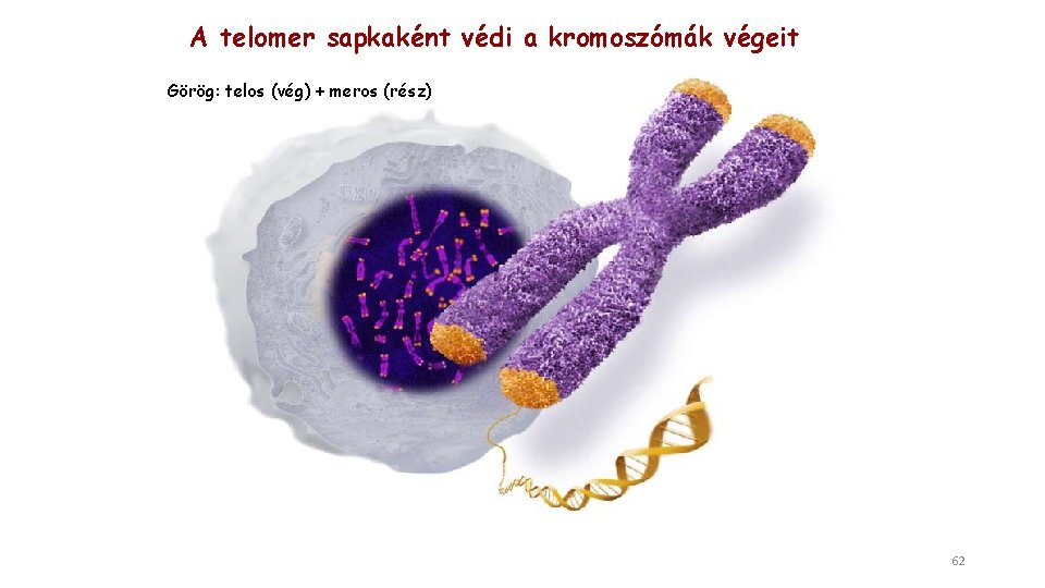 A telomer sapkaként védi a kromoszómák végeit Görög: telos (vég) + meros (rész) 62