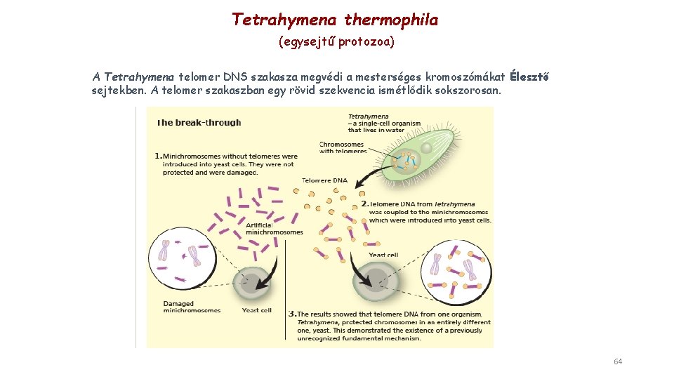 Tetrahymena thermophila (egysejtű protozoa) A Tetrahymena telomer DNS szakasza megvédi a mesterséges kromoszómákat Élesztő