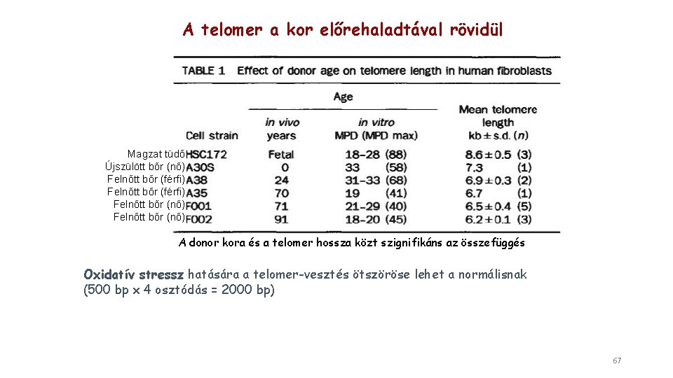 A telomer a kor előrehaladtával rövidül Magzat tüdő Újszülött bőr (nő) Felnőtt bőr (férfi)