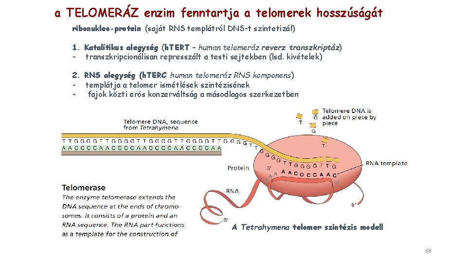 a TELOMERÁZ enzim fenntartja a telomerek hosszúságát ribonukleo-protein (saját RNS templátról DNS-t szintetizál) 1.
