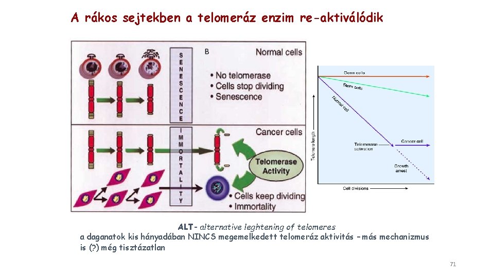 A rákos sejtekben a telomeráz enzim re-aktiválódik ALT- alternative leghtening of telomeres a daganatok
