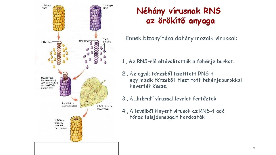 Néhány vírusnak RNS az örökítő anyaga Ennek bizonyítása dohány mozaik vírussal: 1. , Az