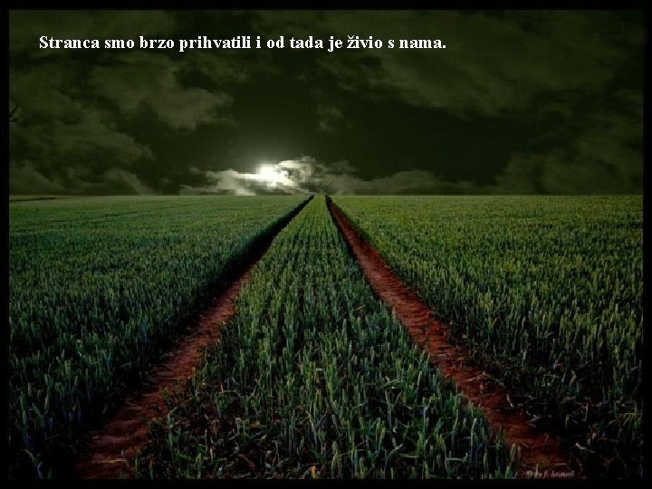 Stranca smo brzo prihvatili i od tada je živio s nama. 