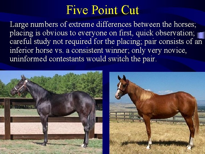 Five Point Cut Large numbers of extreme differences between the horses; placing is obvious