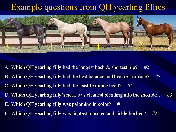 Example questions from QH yearling fillies 3 1 2 4 A. Which QH yearling