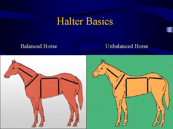 Halter Basics Balanced Horse Unbalanced Horse 