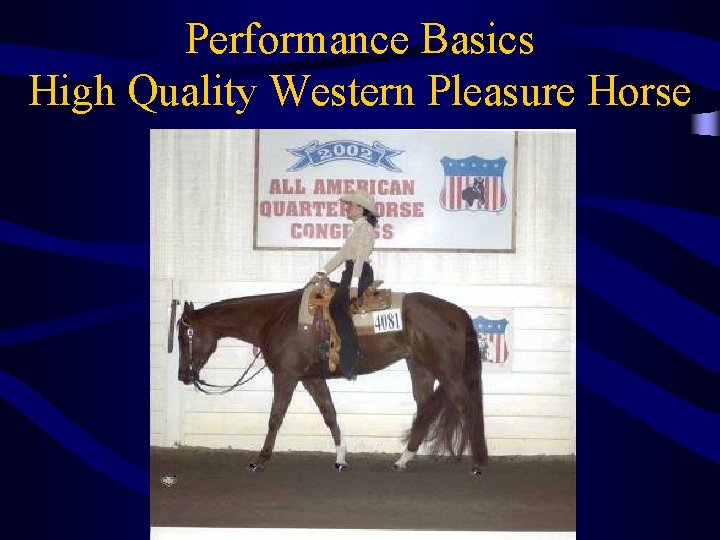 Performance Basics High Quality Western Pleasure Horse 