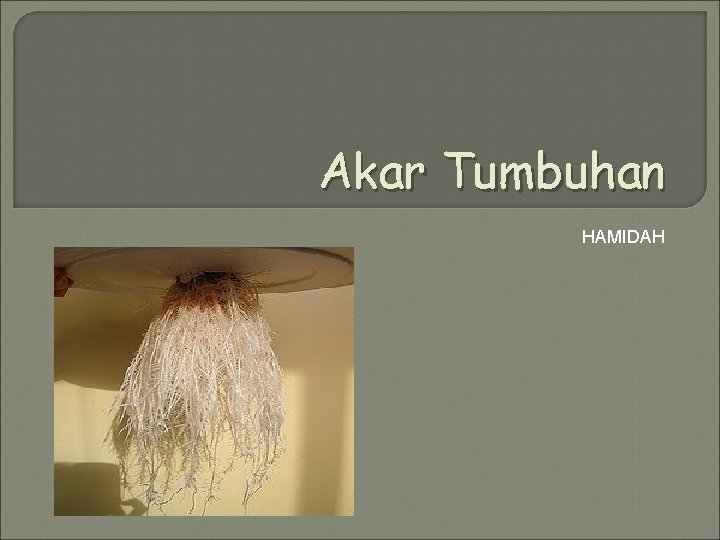 Akar Tumbuhan HAMIDAH 
