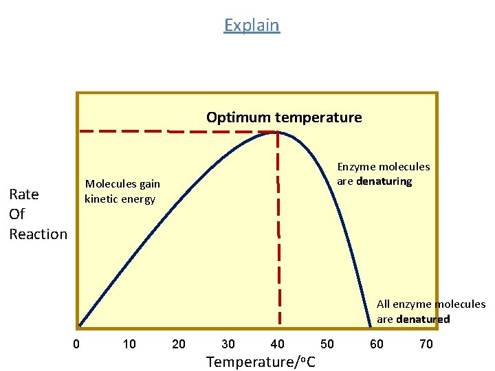 Explain Optimum temperature Enzyme molecules are denaturing Molecules gain kinetic energy Rate Of Reaction Explain Optimum temperature Enzyme molecules are denaturing Molecules gain kinetic energy Rate Of Reaction