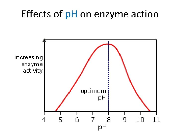 Effects of p. H on enzyme action Effects of p. H on enzyme action