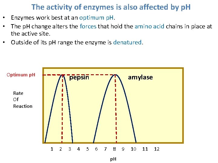The activity of enzymes is also affected by p. H • Enzymes work best The activity of enzymes is also affected by p. H • Enzymes work best