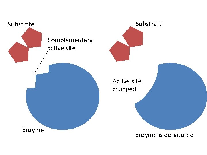 Substrate Complementary active site Active site changed Enzyme is denatured Substrate Complementary active site Active site changed Enzyme is denatured