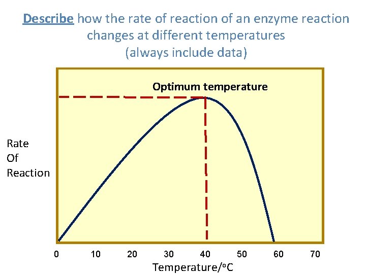 Describe how the rate of reaction of an enzyme reaction changes at different temperatures Describe how the rate of reaction of an enzyme reaction changes at different temperatures