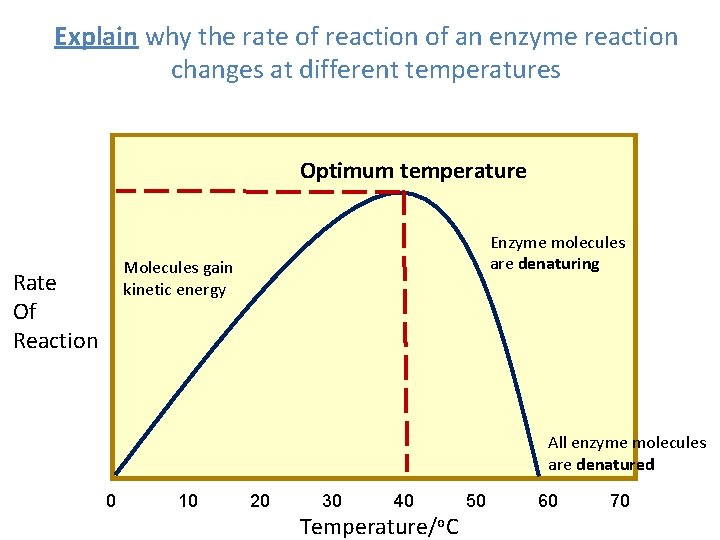 Explain why the rate of reaction of an enzyme reaction changes at different temperatures Explain why the rate of reaction of an enzyme reaction changes at different temperatures