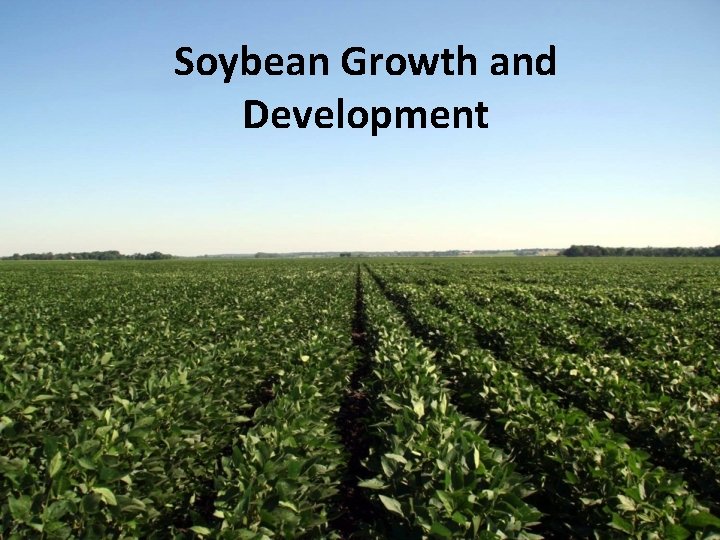 Soybean Growth and Development 