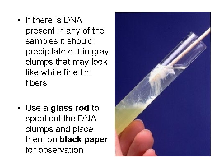  • If there is DNA present in any of the samples it should