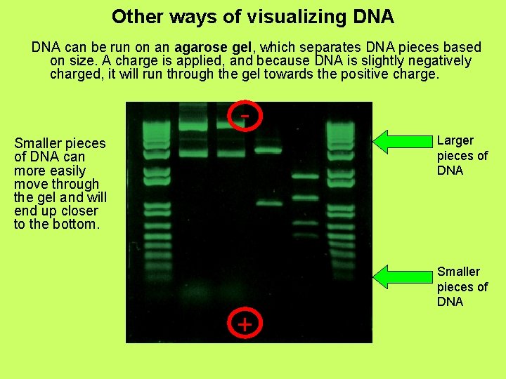 Other ways of visualizing DNA can be run on an agarose gel, which separates