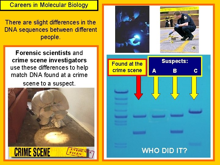 Careers in Molecular Biology There are slight differences in the DNA sequences between different