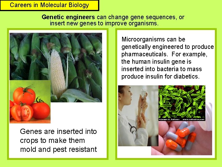 Careers in Molecular Biology Genetic engineers can change gene sequences, or insert new genes