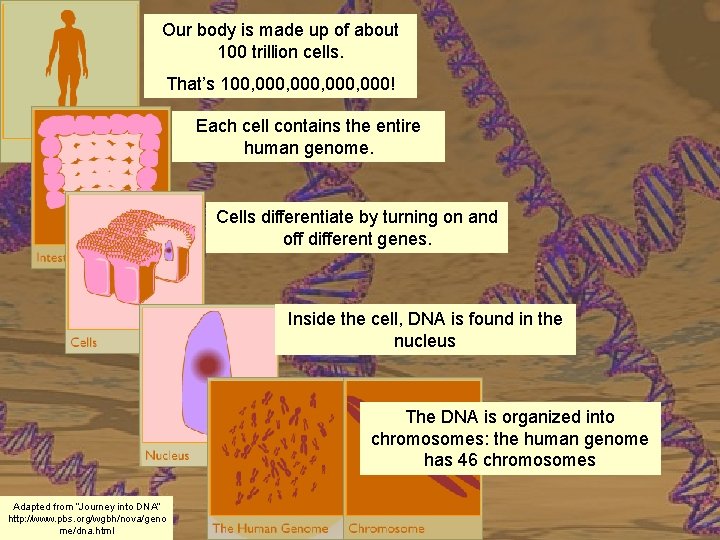 Our body is made up of about 100 trillion cells. That’s 100, 000, 000!