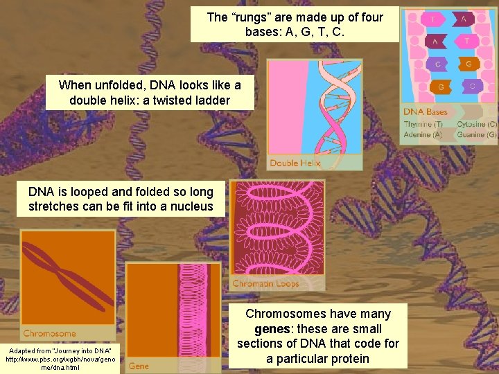 The “rungs” are made up of four bases: A, G, T, C. When unfolded,