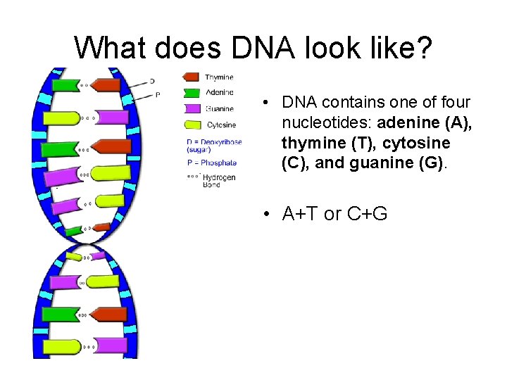 What does DNA look like? • DNA contains one of four nucleotides: adenine (A),