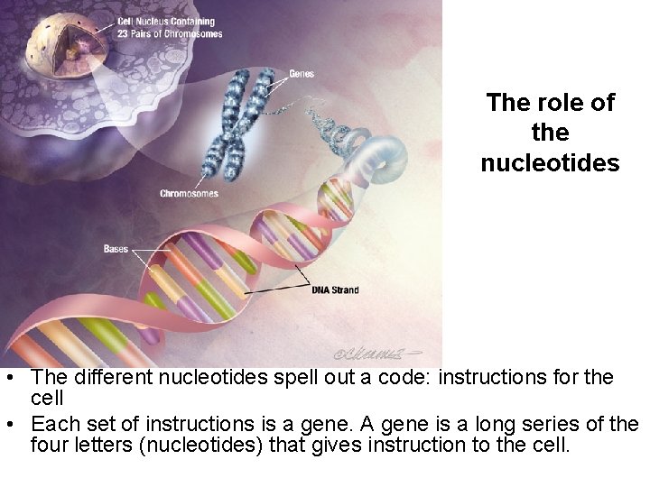 The role of the nucleotides • The different nucleotides spell out a code: instructions