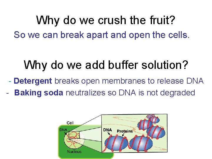 Why do we crush the fruit? So we can break apart and open the