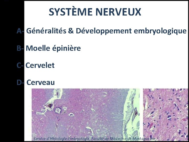 SYSTÈME NERVEUX A- Généralités & Développement embryologique B- Moelle épinière C- Cervelet D- Cerveau