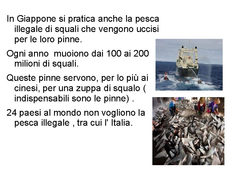 In Giappone si pratica anche la pesca illegale di squali che vengono uccisi per