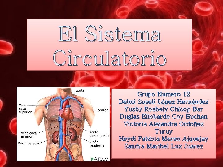 El Sistema Circulatorio Grupo Numero 12 Delmi Suseli López Hernández Yusby Rosbely Chicop Bar