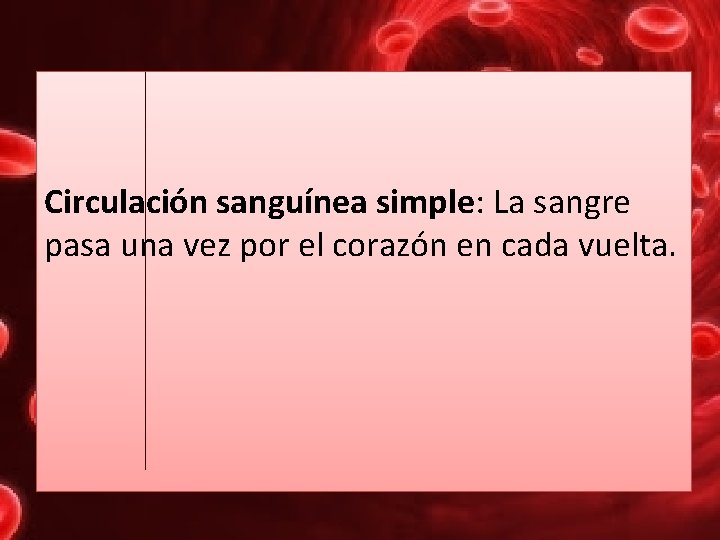 Circulación sanguínea simple: La sangre pasa una vez por el corazón en cada vuelta.