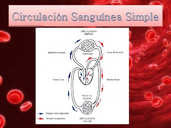 Circulación Sanguínea Simple 