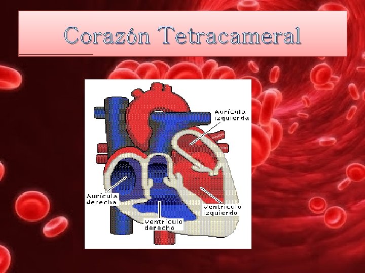 Corazón Tetracameral 