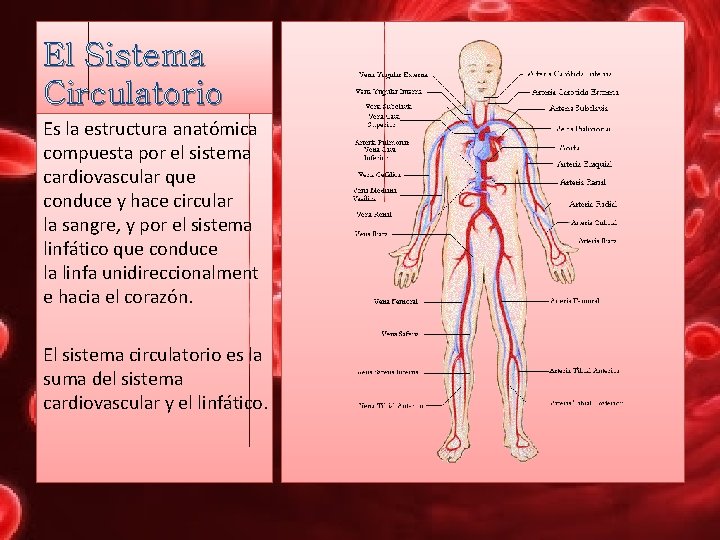 El Sistema Circulatorio Es la estructura anatómica compuesta por el sistema cardiovascular que conduce