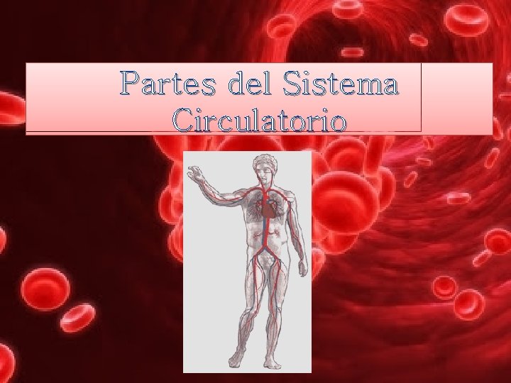 Partes del Sistema Circulatorio 